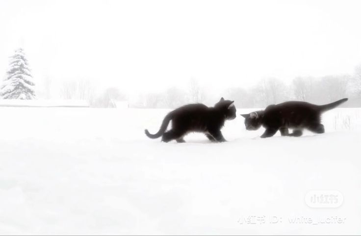 легенда скайпа